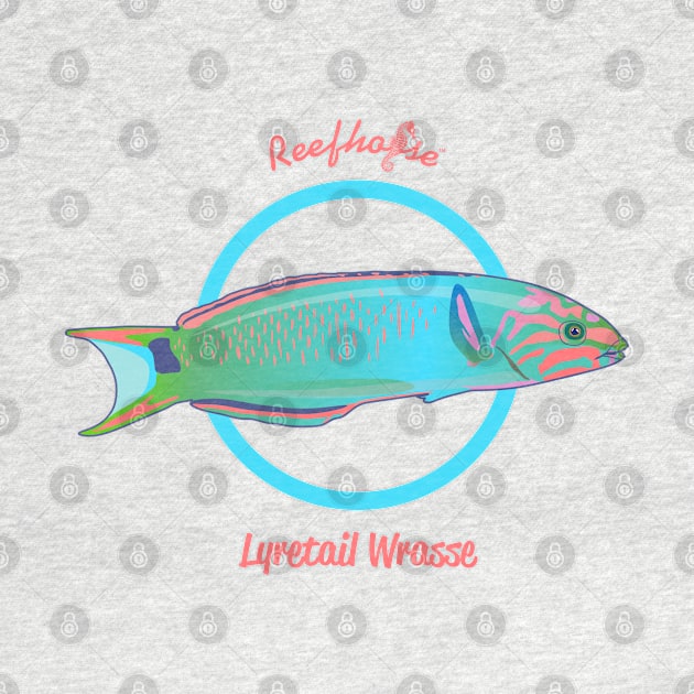 Lyretail Wrasse by Reefhorse